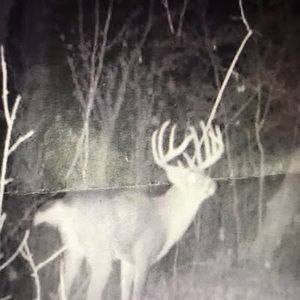 Meet your Posher, Big buck
